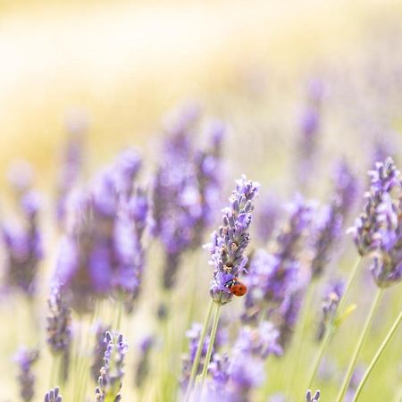 Agriturismo La Valle Della Lavanda - Podere Mezzastrada Fauglia Ngoại thất bức ảnh