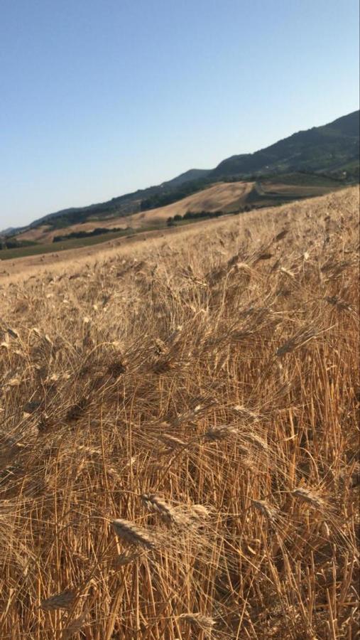 Agriturismo La Valle Della Lavanda - Podere Mezzastrada Fauglia Ngoại thất bức ảnh