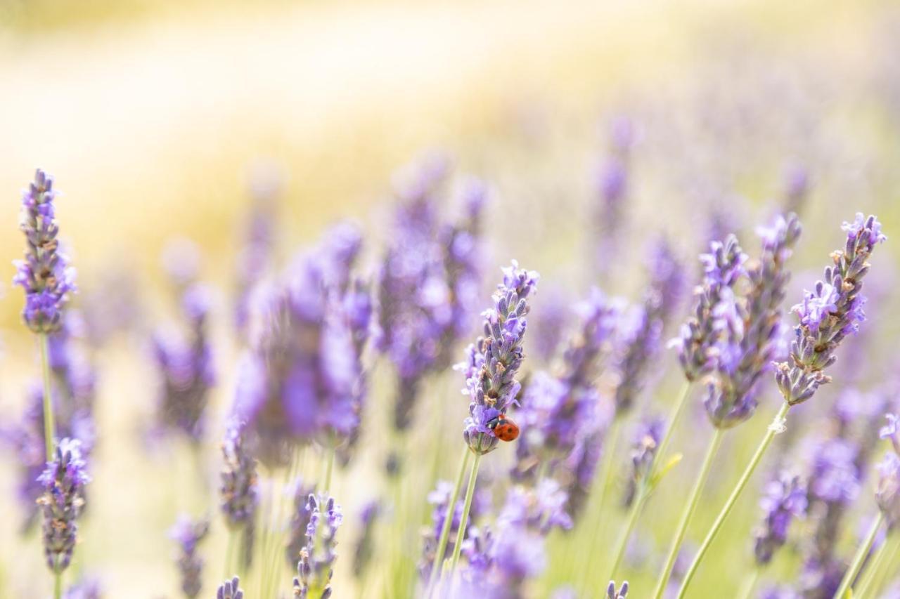 Agriturismo La Valle Della Lavanda - Podere Mezzastrada Fauglia Ngoại thất bức ảnh