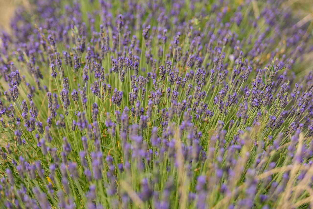Agriturismo La Valle Della Lavanda - Podere Mezzastrada Fauglia Ngoại thất bức ảnh